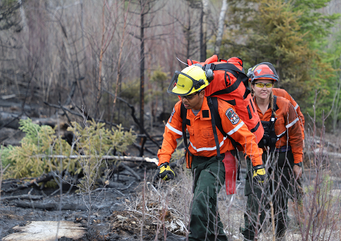 A crew of Ontario fire rangers wearing orange wildland fire firefighting uniforms walk through a forested area following a wildland fire.